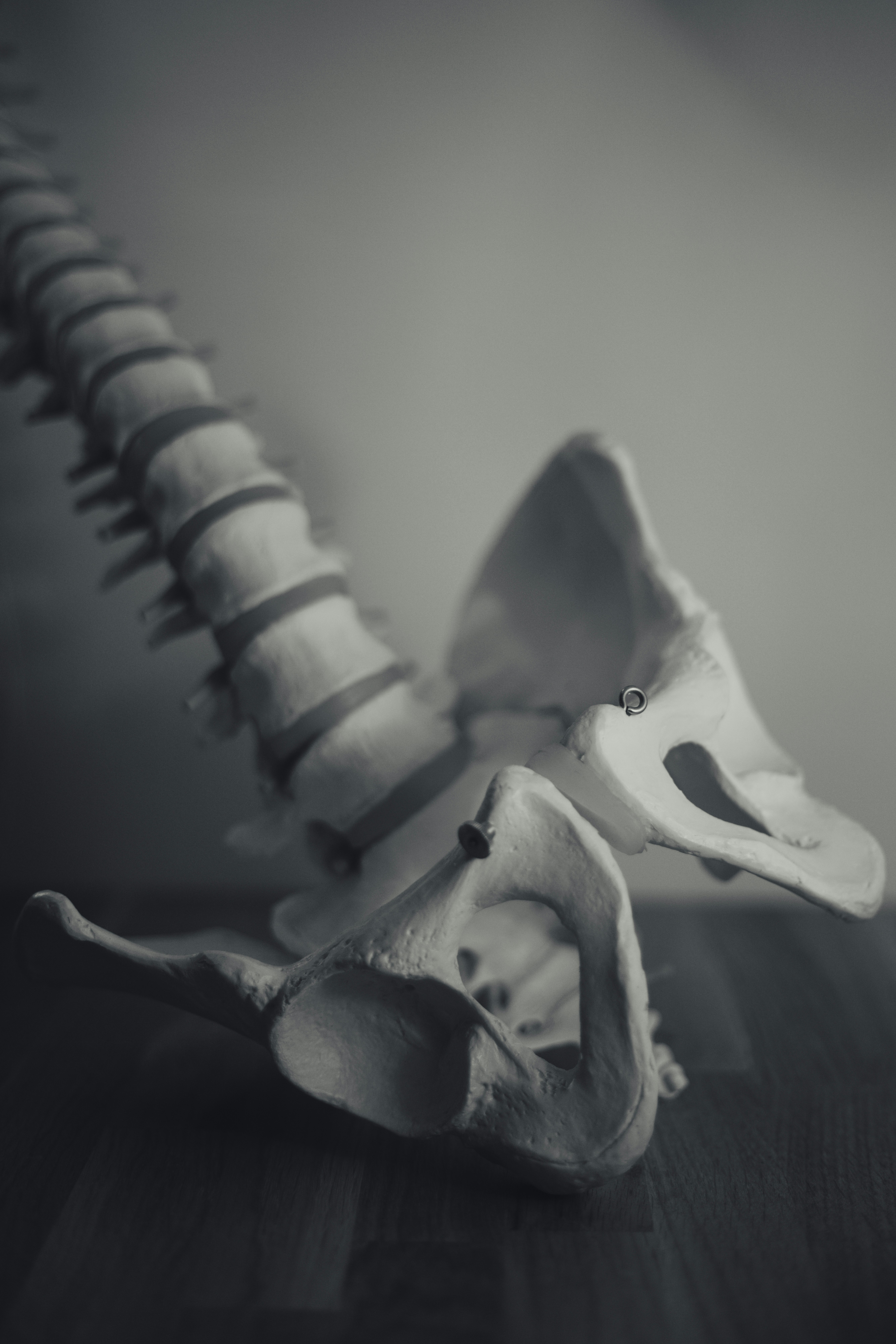 spine